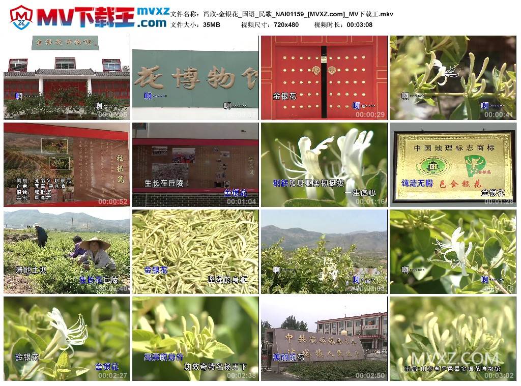 冯欣-金银花_国语_民歌_NAI01159